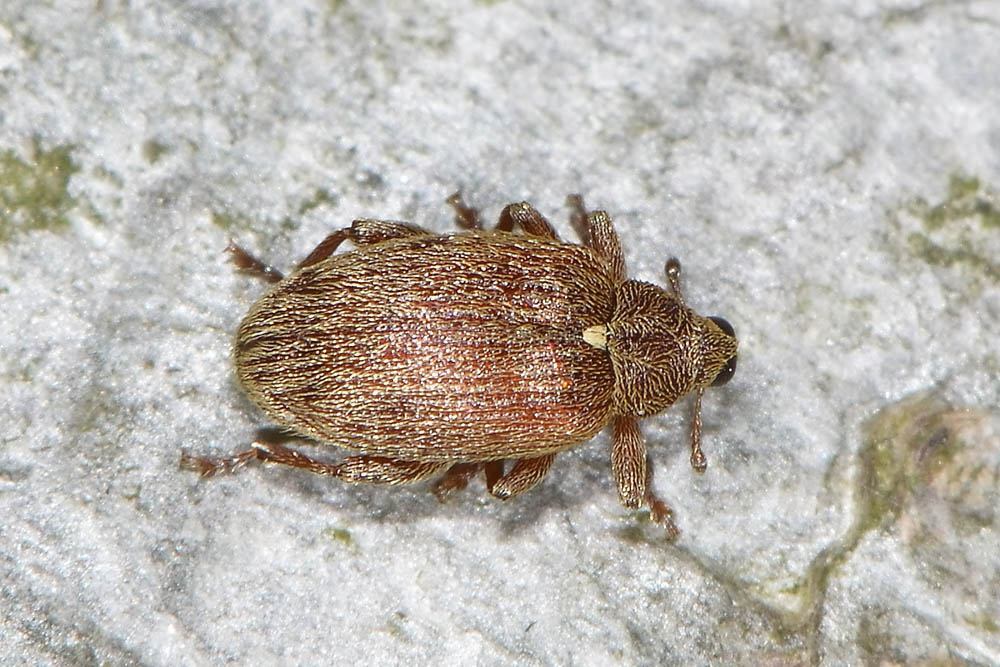 Orchestes testaceus, Curculionidae